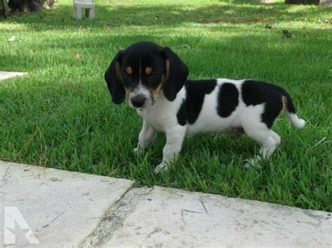 Dachshund Beagle Mix For Sale | PETSIDI