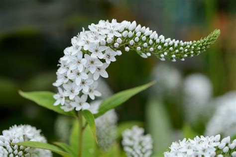 Lysimachia clethroides - BBC Gardeners World Magazine