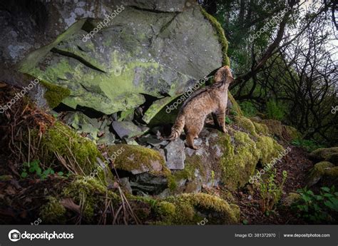 European Wildcat Beautiful Nature Habitat Wild Animal Forest Felis Silvestris — Stock Photo ...