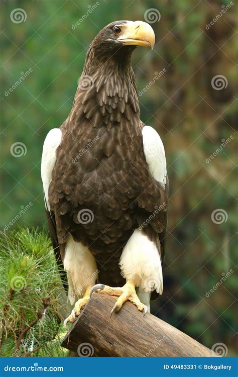 Eagle, 2nd Largest Species in the World Stock Image - Image of largest ...