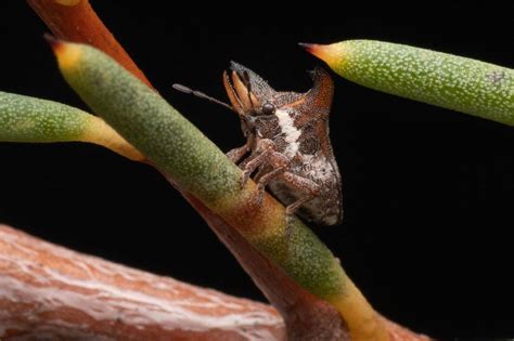 Weird stink bug with forked horns and tusks discovered in Australia ...