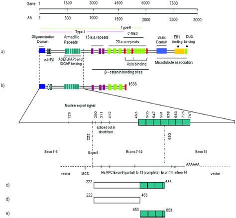 Structure of APC and its interacting constructs. Schematic domain... | Download Scientific Diagram