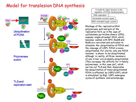 Model for translesion DNA synthesis