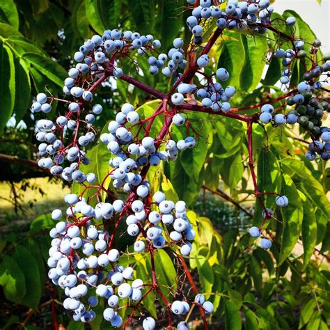 10 Medicinal Trees and Shrubs for the Home Landscape