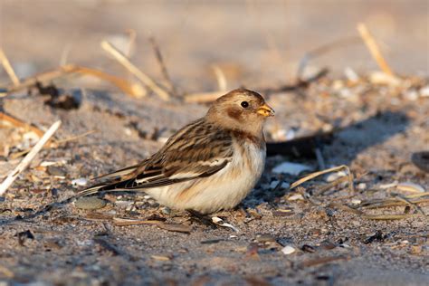 Snow Bunting (Plectrophenax nivalis) | A female Snow Bunting… | Flickr