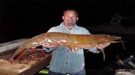 Top 5 Biggest Shrimps Ever Caught | Giant shrimp, Homosassa, Shrimp