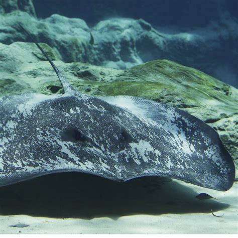 Giant Freshwater Stingray - River Wonders