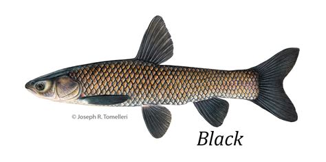 Meet the Invasive Carp | InvasiveCarp.us