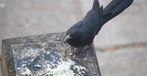 Myth Debunked: Birds die from eating wedding rice