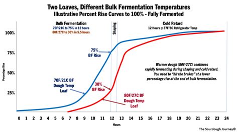 The Mystery of Percentage Rise in Bulk Fermentation | The Sourdough Journey