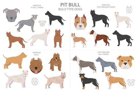 American Bully breed: Pocket, Extreme, XL, Standard and Classic