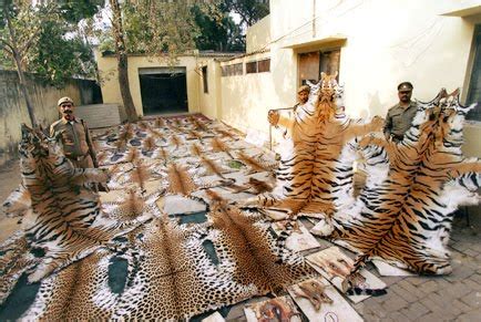El tráfico de fauna salvaje es alarmante, si firmamos esta petición podemos ayudar a detenerlo ...