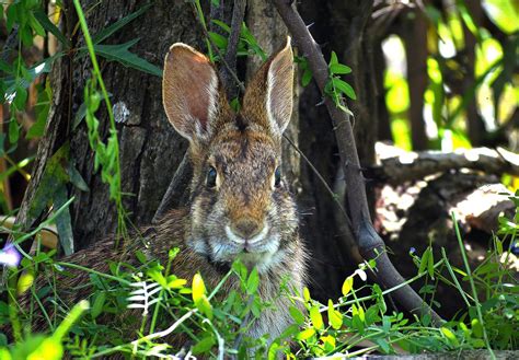 Rabbit Swamp Animal - Free photo on Pixabay