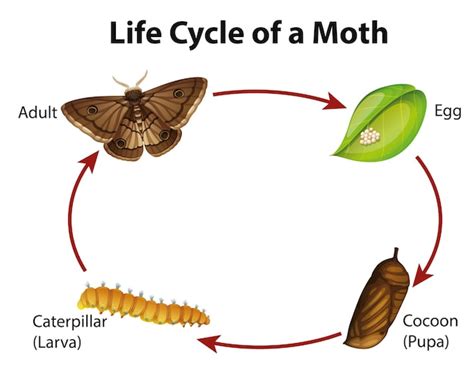 Free Vector | Diagram showing life cycle of moth