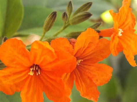 Photography with Dr. Ernie.: A bright orange flowering tree, Cordia Sebestena.