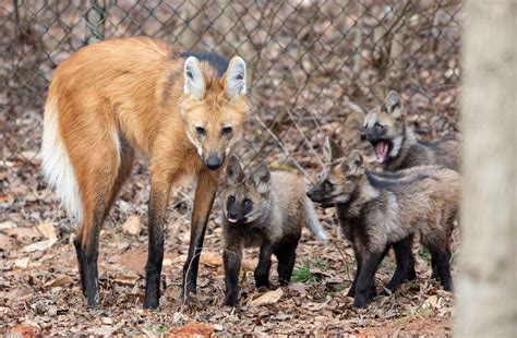 The 4 maned wolf pups now have names. What did the Greensboro Science Center choose? | Local ...