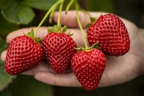 UC Davis appoints GPG for new strawberry varieties in Australia