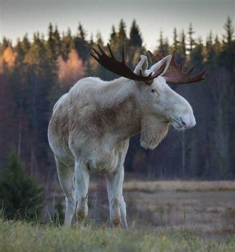 🔥 An impressive albino moose for your Friday viewing pleasure. : r/aww