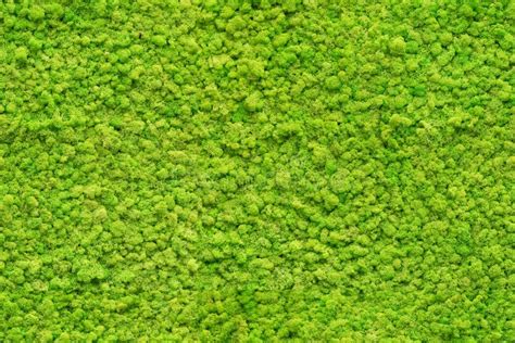 Seamless Close Up Green Moss Texture Stock Photo - Image of detail ...