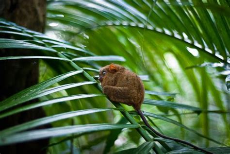 The Loboc Tarsier Conservation Area, Bohol, Philippines | Tarsier ...