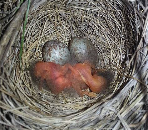 File:Savannah Sparrow, Passerculus sandwichensis, hatch day nestlings, baby birds, with 2 eggs ...