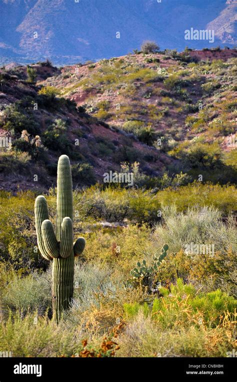 Arizona desert landscape hi-res stock photography and images - Alamy