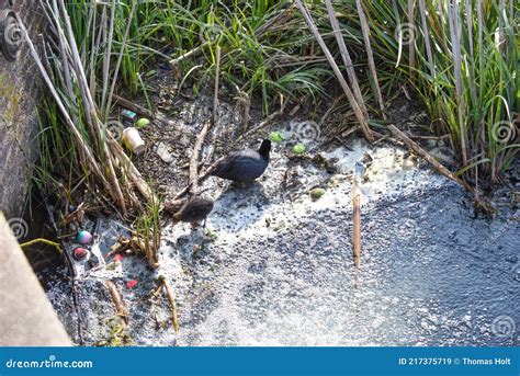 Polluted River Water with Animals Stock Image - Image of environment ...