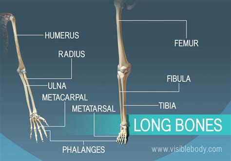 Types of Bones | Learn Skeleton Anatomy