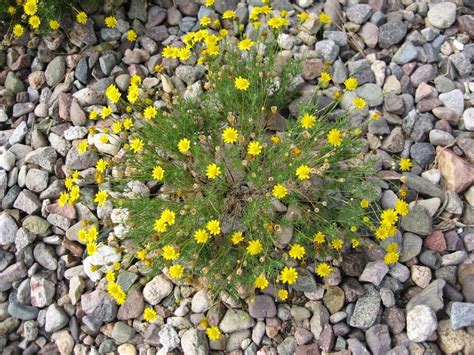 GV Gardeners: Dazzling yellow wildflowers in the desert www ...