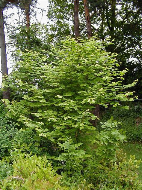 Vine Maple | Trees of Reed