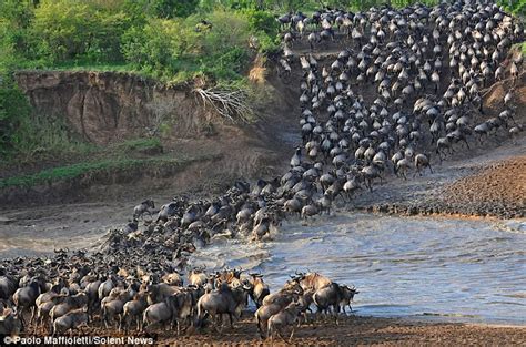 Thousands of wildebeest stampede across river during migration from ...