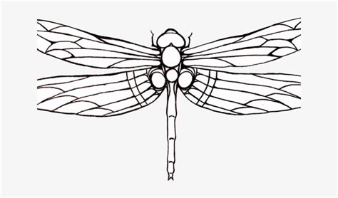 Dragonfly Wings Drawings