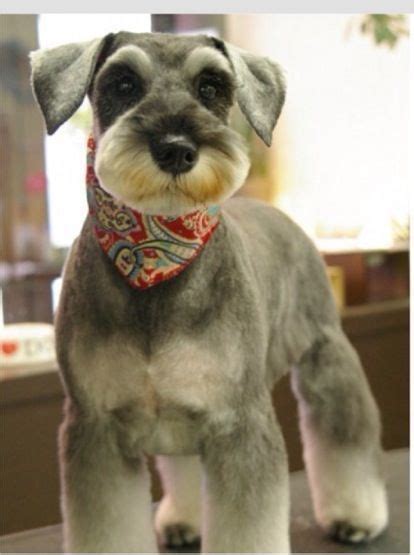 28 of The Cutest Schnauzer Dog Haircuts We Love – HairstyleCamp