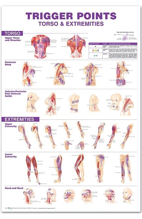 Printable Trigger Point Chart