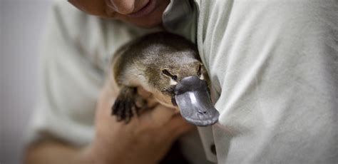 Australian Animals Platypus