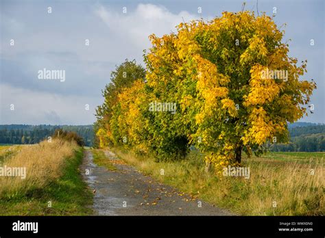 Colors of Autumn Forest Stock Photo - Alamy