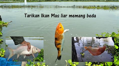 Mancing Ikan Mas Liar Di Sungai Yang Tenang || Mancing Liaran - YouTube