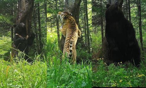 Siberian Tiger Hunting Bear