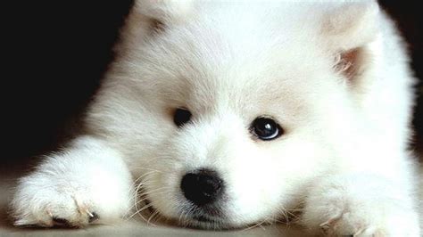 45+ Samoyed Big White Fluffy Dog Breeds - l2sanpiero