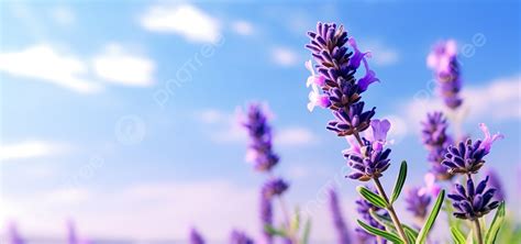 Close Up Shot Of Lavender Flowers Background, Lavender, Flower, Purple Background Image And ...