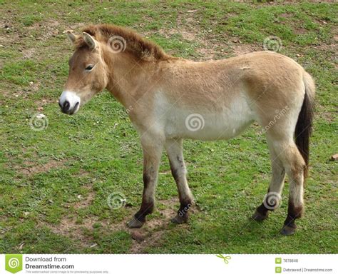 Przewalski looking at something | Horses, Prehistoric, Photo