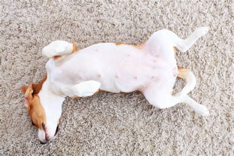 Dog Swollen Stomach No Pain, Causes And How To Stay Sane