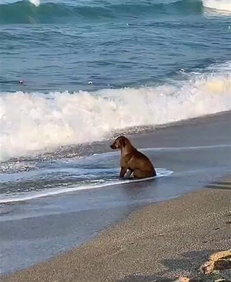 The doggo is pondering upon the meaning of life.. : r/submitted