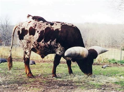 HYDERABAD sindh: Largest Bull Horn in the World