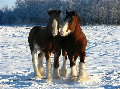 Clydesdales - Horses | Clydesdale horses, Horses, Clydesdale