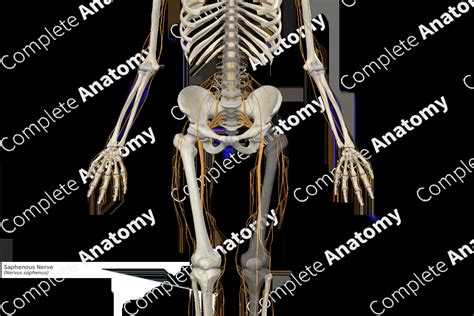 Saphenous Nerve | Complete Anatomy