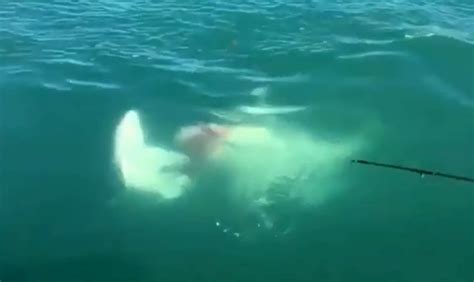 Watch as ‘cannibal’ shark chomps off smaller beast’s tail in incredible ...