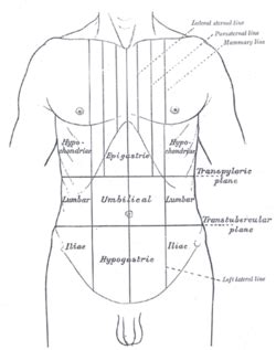 Hypogastrium - Wikipedia