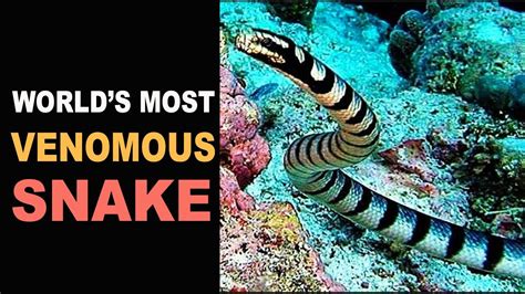 World's Most Venomous Snake | Belcher’s Sea Snake | - YouTube