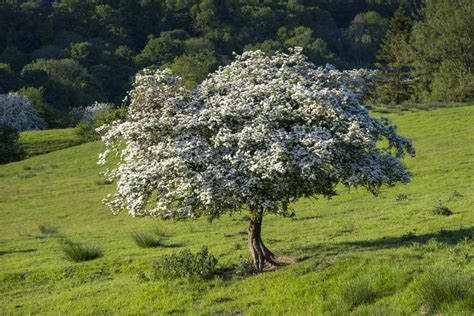 18 Best Medium-Sized Trees for Your Yard